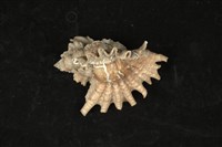 藏品(傘旗芭蕉螺)的圖片